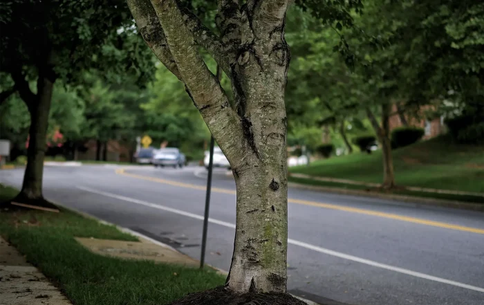 auckland council tree dispute