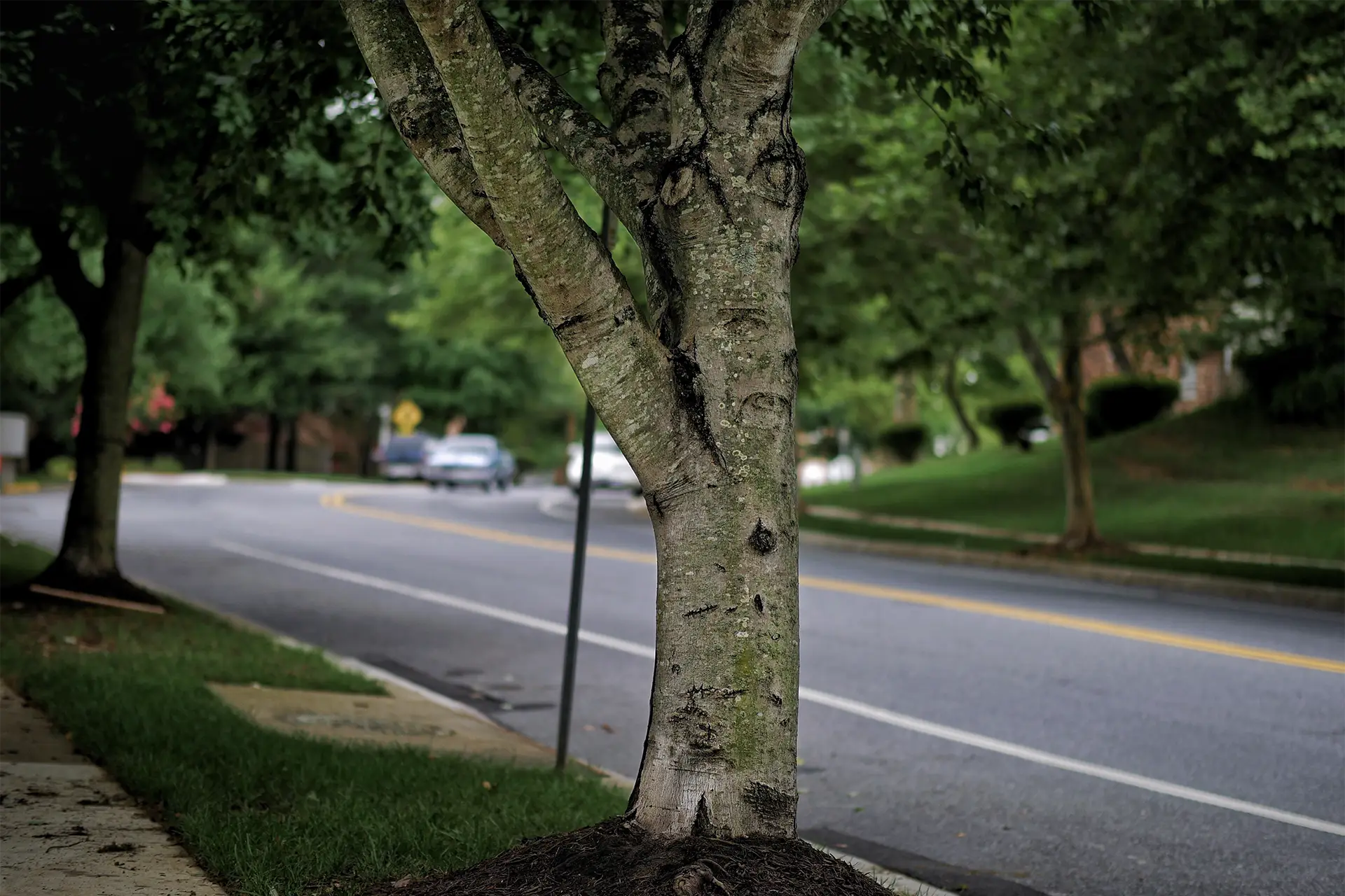 auckland council tree dispute